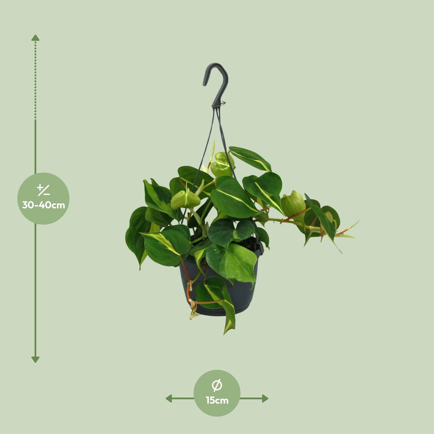 Philodendron Scandens Brasil 35cm Ø15cm – Zimmerpflanze | Pflanzfix24.de - Pflanzfix24.de