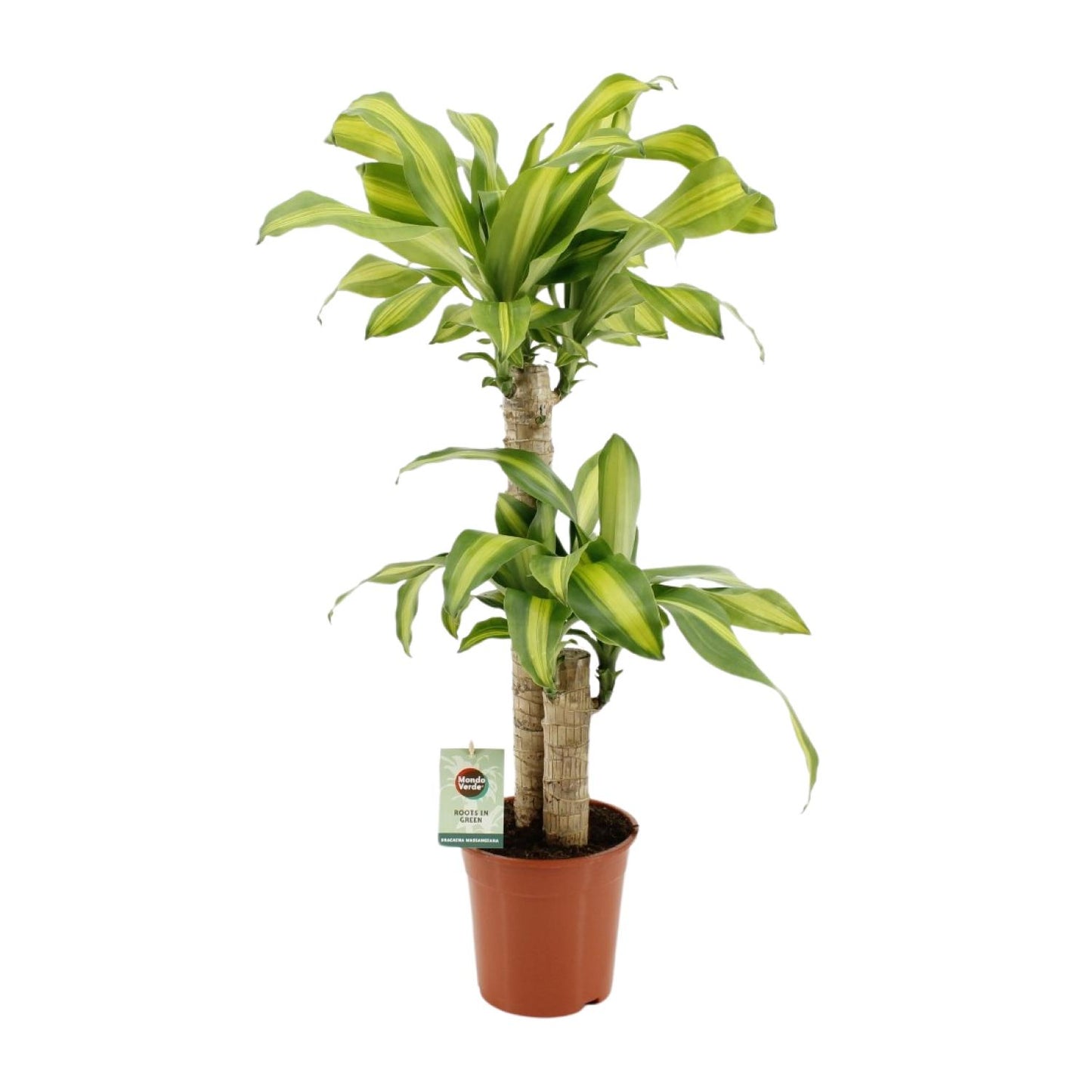 Dracaena Fragrans Massangeana - Ø19cm - ↕90cm von Pflanzfix24