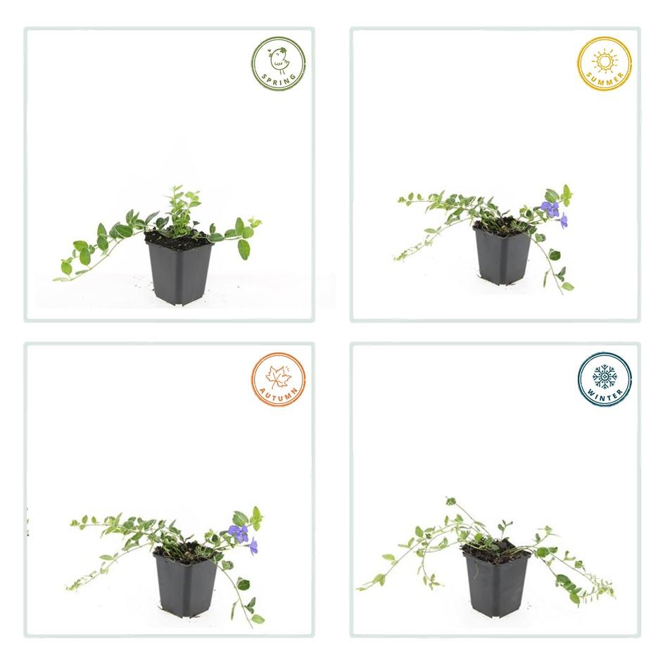 40x Vinca minor Argenteovariegata Bodendecker - Pflanzfix24