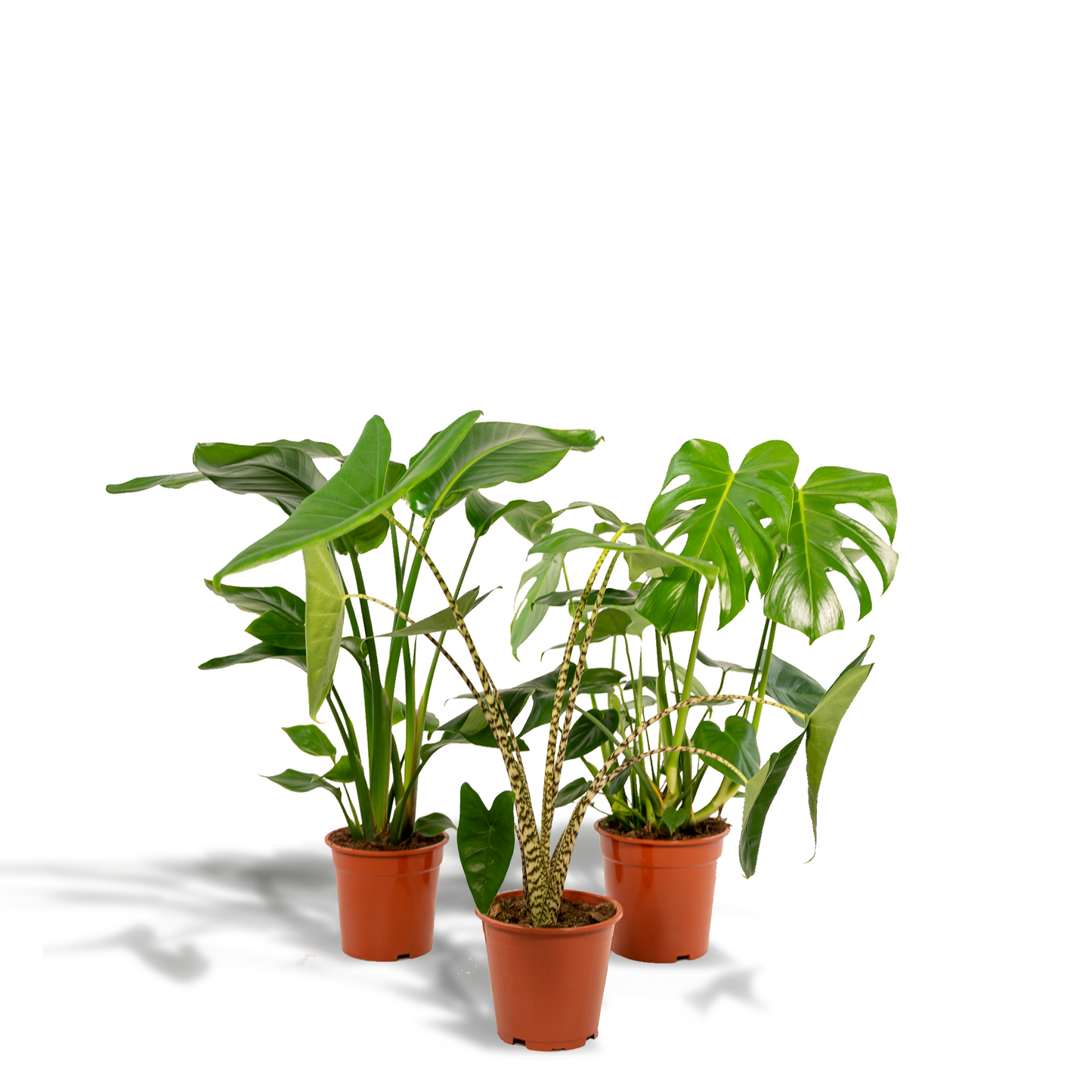 Zimmerpflanzen-Set Monstera, Alocasia & Strelitzia – Pflanzfix24.de - Pflanzfix24.de