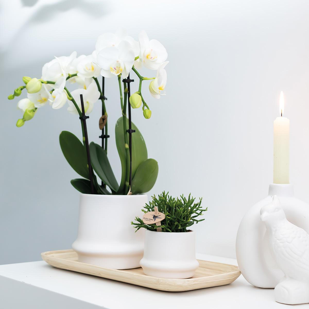 2er Set Phalaenopsis Amabilis Weiß Ø9cm – Combi Deal | Pflanzfix24.de - Pflanzfix24.de