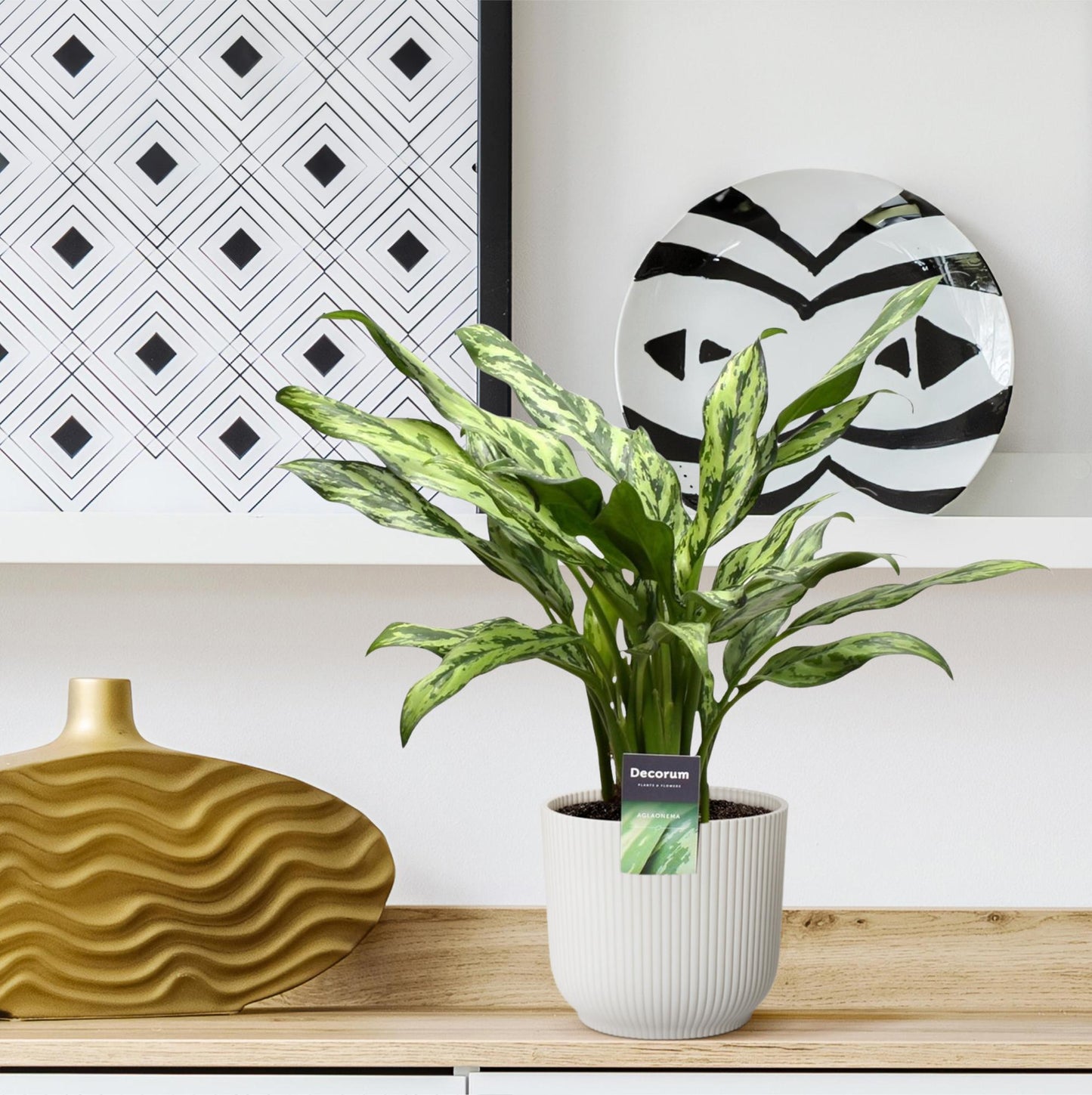 Aglaonema Juliette - 40 cm - ø12 bei Pflanzfix24.de - Pflanzfix24.de