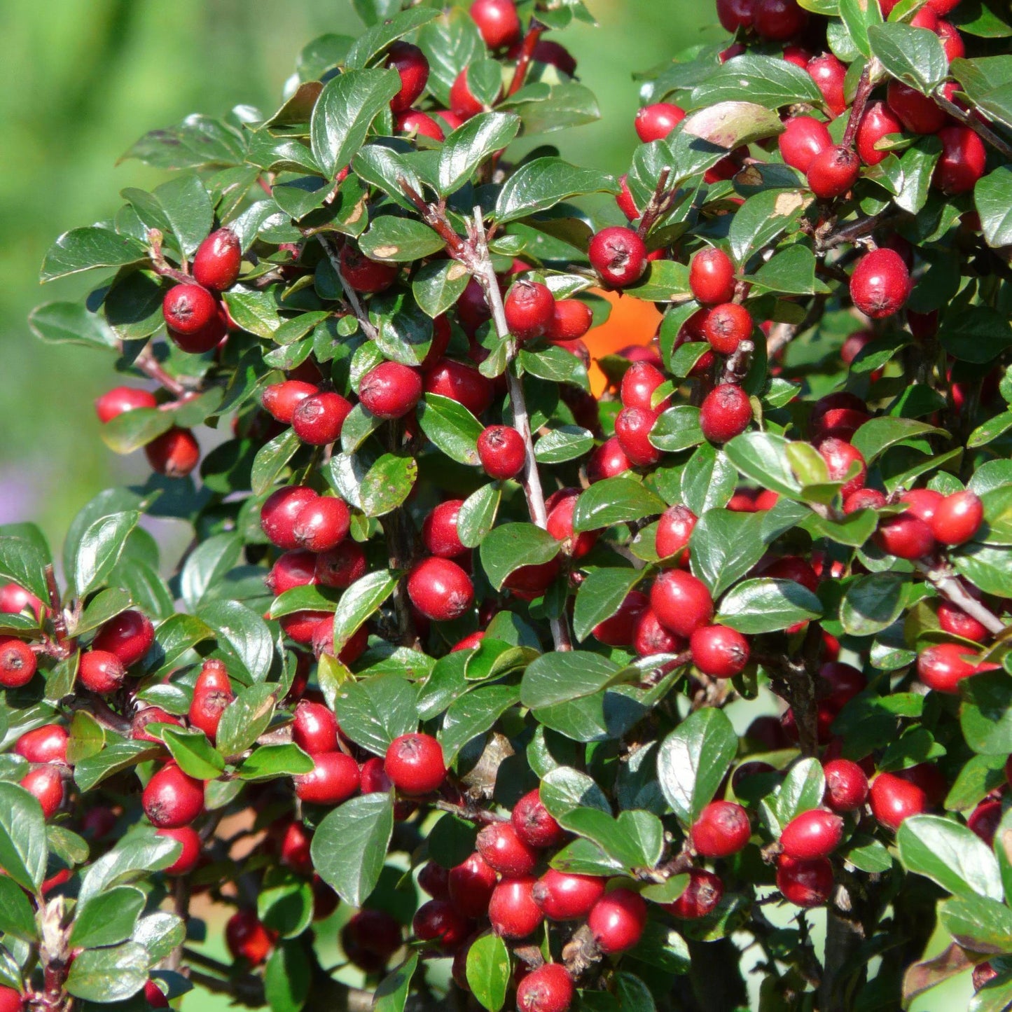 20x Cotoneaster dammeri Bodendecker | Pflanzfix24.de - Pflanzfix24.de