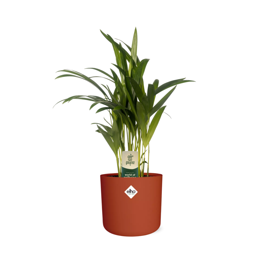 Dypsis Lutescens (Areca) 12cm - Bambuspalme - Pflanzfix24