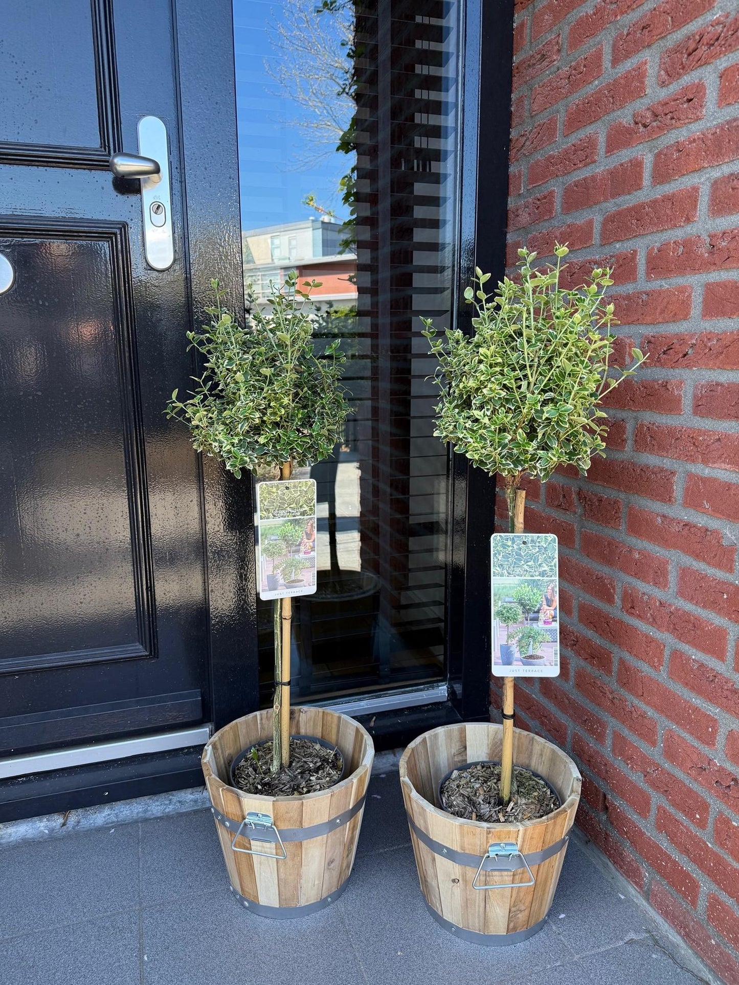 Euonymus fortunei Emerald Gaiety 90 cm – Gartenpflanze bei Pflanzfix24