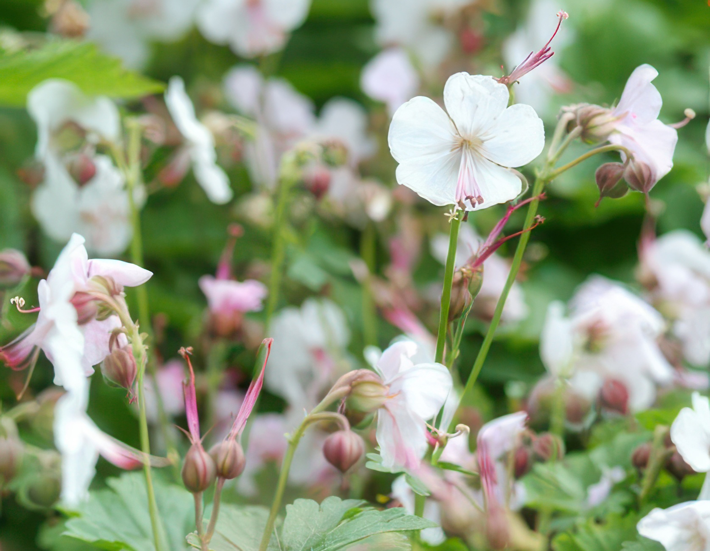 20er Set Geranium cant. 'Biokovo' - Robuste Bodendecker von Pflanzfix24.de - Pflanzfix24.de