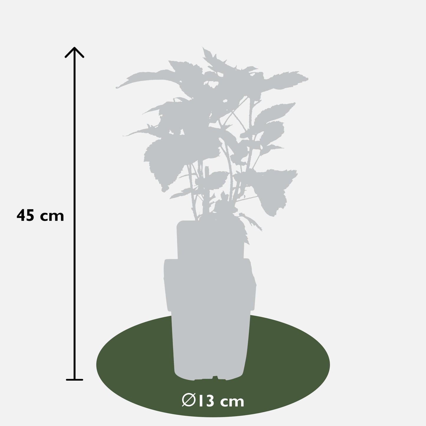4x - Rubus id. Twotimer - ↨45cm - Ø13 by Pflanzfix24