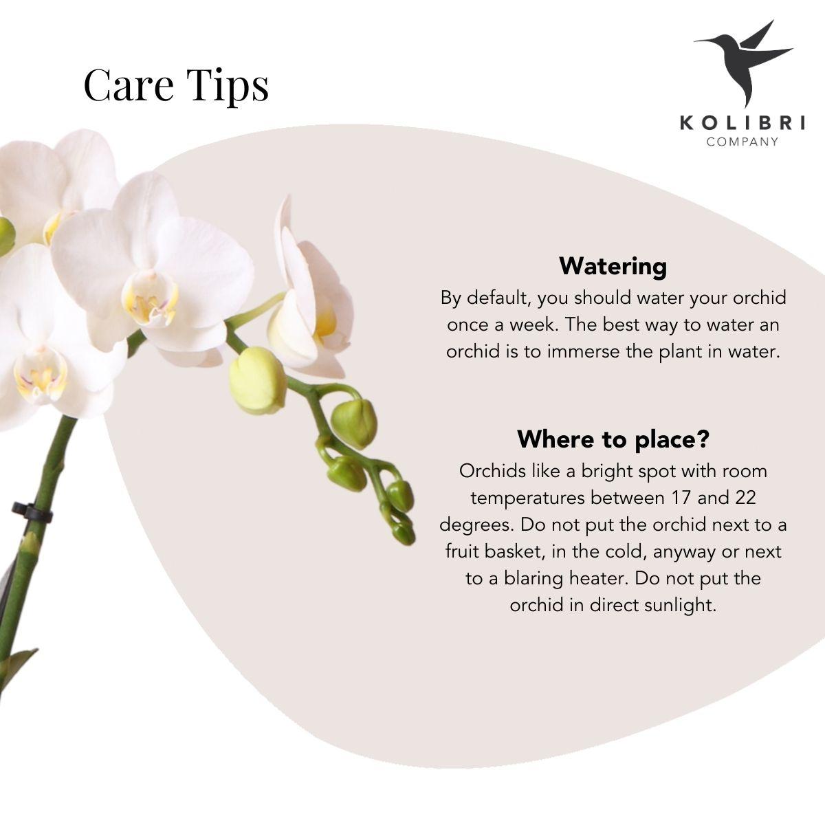 Kolibri Orchids Phalaenopsis Weiß Ø9cm Bubble-Topf Schwarz | Pflanzfix24