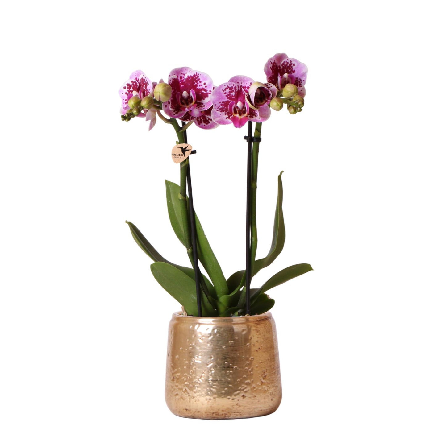 Phalaenopsis Orchidee Rosa-Lila Ø9cm mit Goldtopf – Pflanzfix24