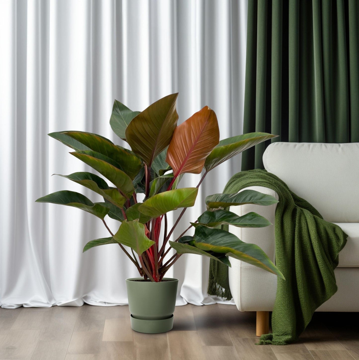 Philodendron Red Beauty - Ø27cm - ↕100cm - Pflanzfix24