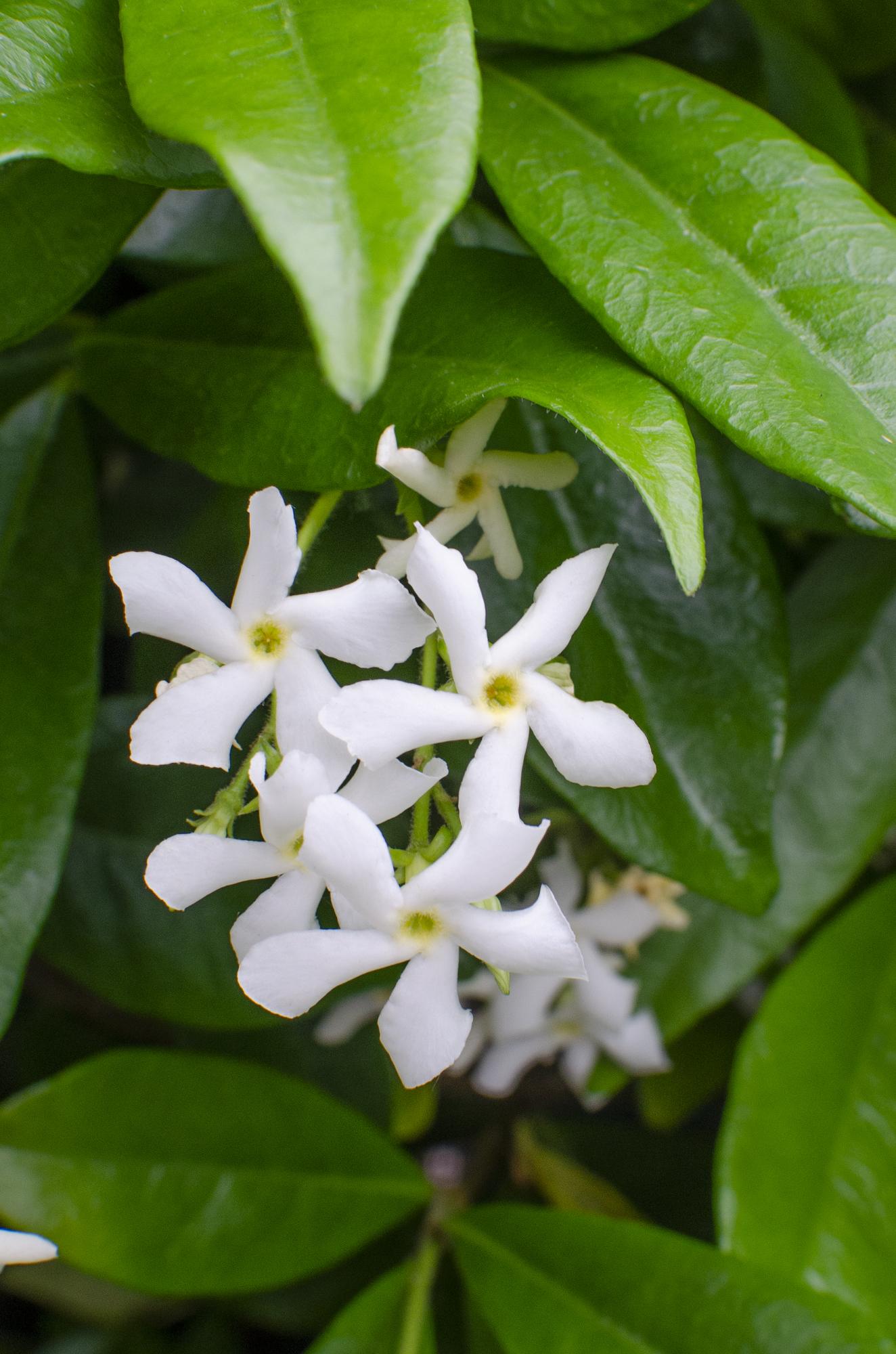 2x - Trachelospermum 'Star of Venice' - ↨65cm - Ø15 - Pflanzfix24