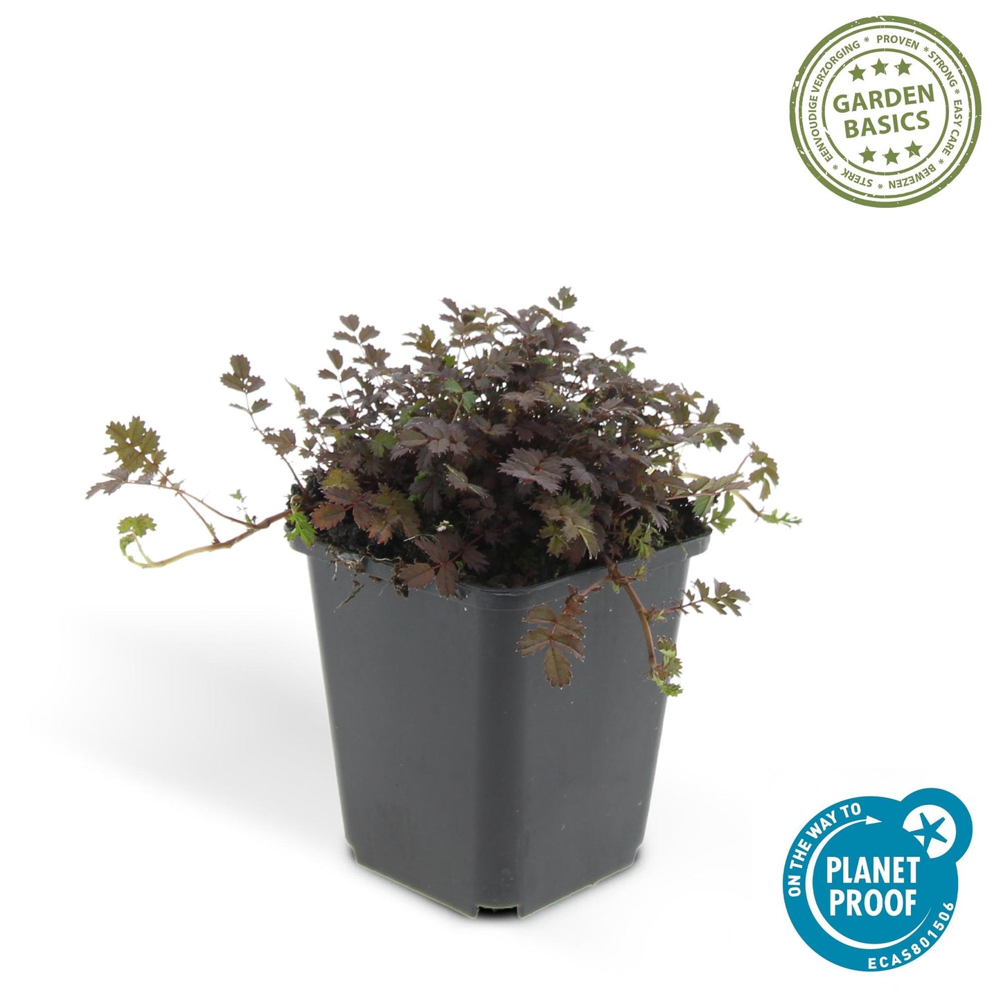 12x Acaena microphylla 'Kupferteppich' – Bodendecker – Pflanzfix24.de - Pflanzfix24.de