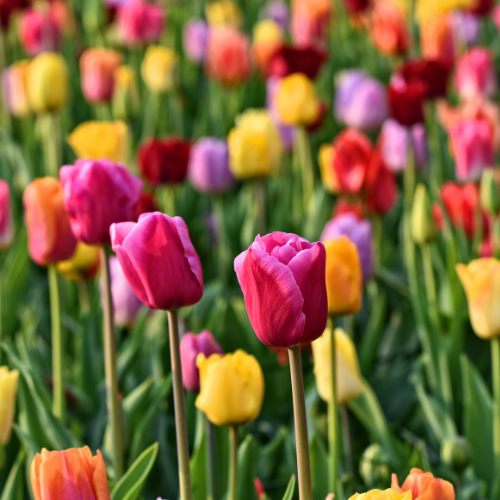 Tulpen Mix - Tulpenbollen 20 Stück | Pflanzfix24