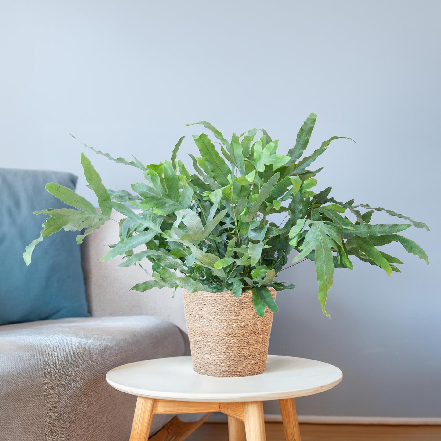 Phlebodium Aureum 'Blue Star' mit Korb Sofia natur - 40cm - Ø17 - Pflanzfix24