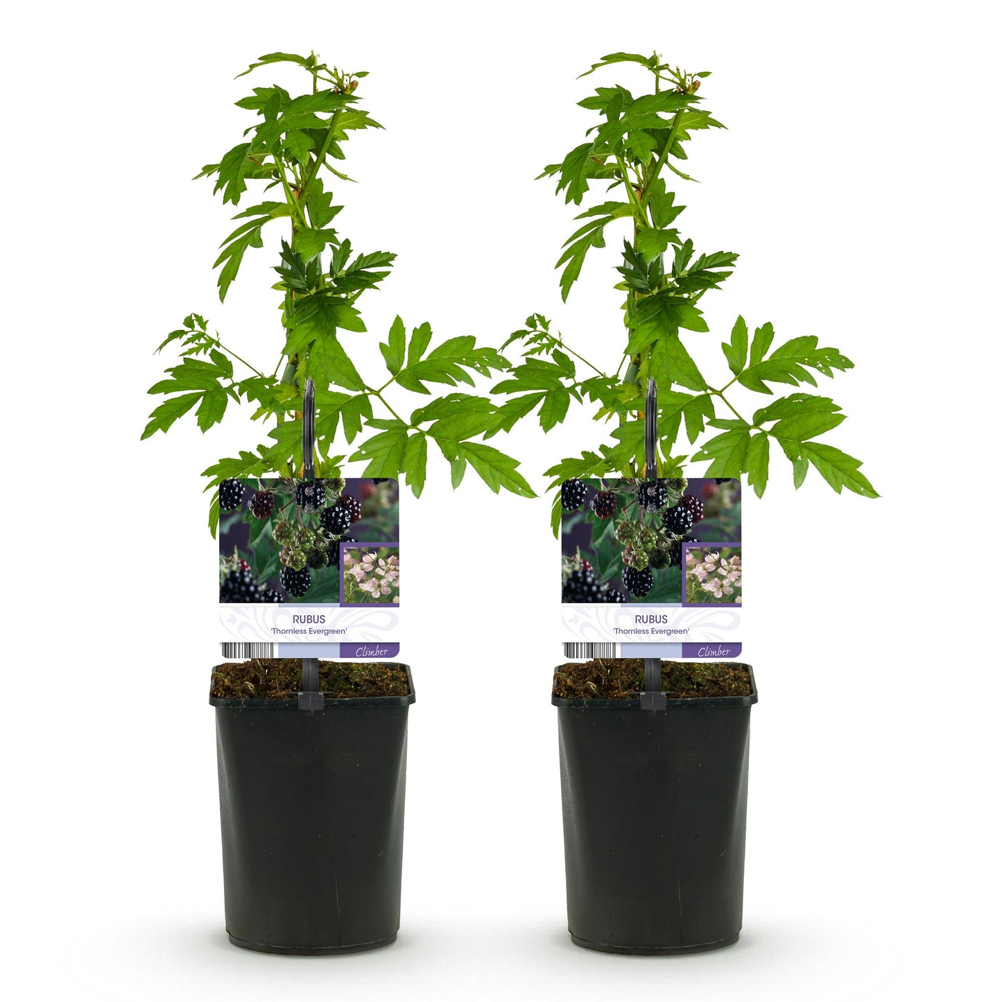 Pflanzfix24 - Brombeere - Rubus Thornfree Evergreen - Schwarze Brombeere - Dornlos - 2 Pflanzen