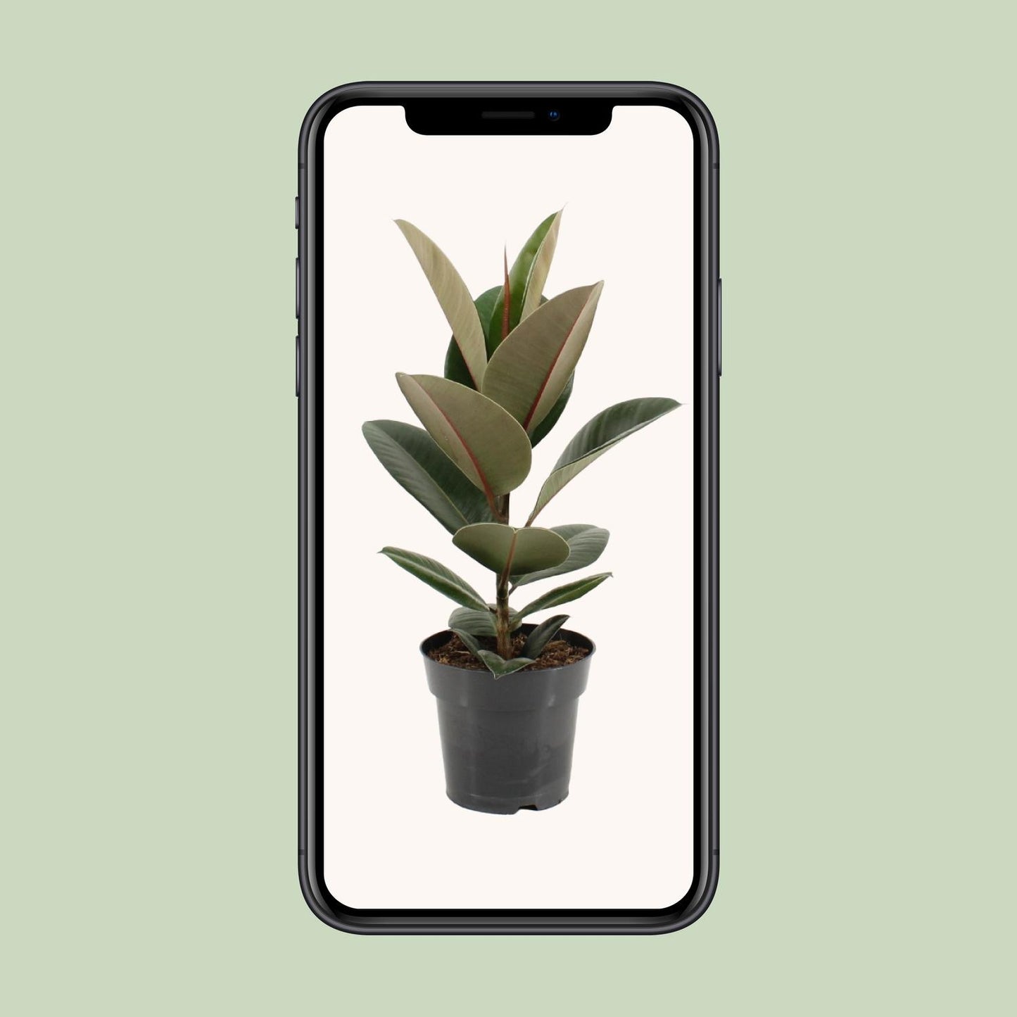 Ficus Elastica Robusta - Ø17cm - ↕55cm von Pflanzfix24.de - Pflanzfix24.de