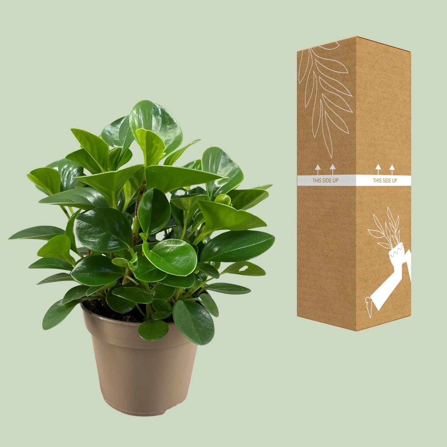 Peperomia Obtusifolia Green Gold - Ø15cm - ↕30cm - Pflanzfix24