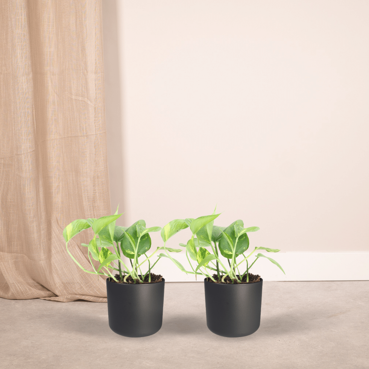 2x Epipremnum Aureum - Scindapsus - 20cm - ø12 - Pflanzfix24.de - Pflanzfix24.de