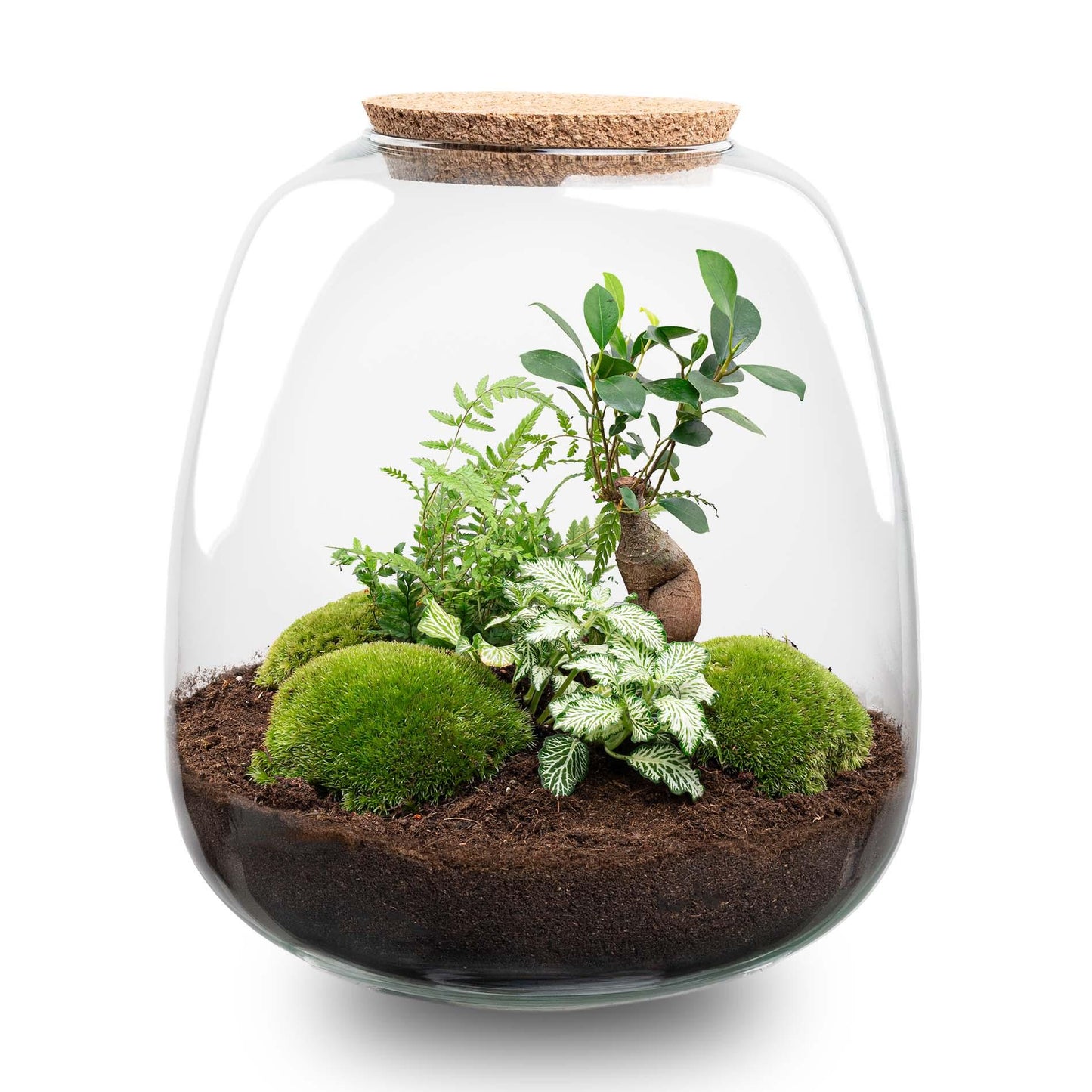 Plant Terrarium DIY Kit - Emma - Bonsai White - Pflanzfix24