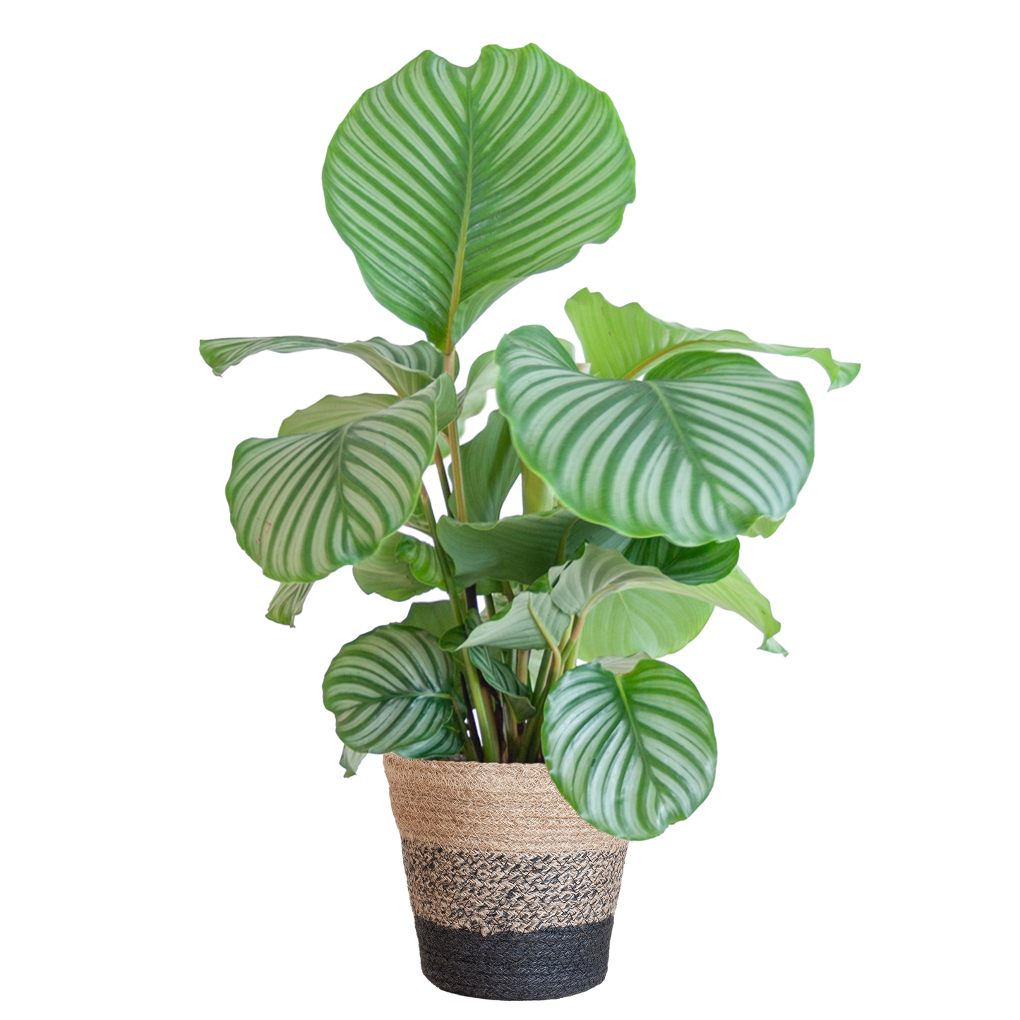 Calathea Orbifolia 65cm im Lissabon-Korb schwarz | Pflanzfix24