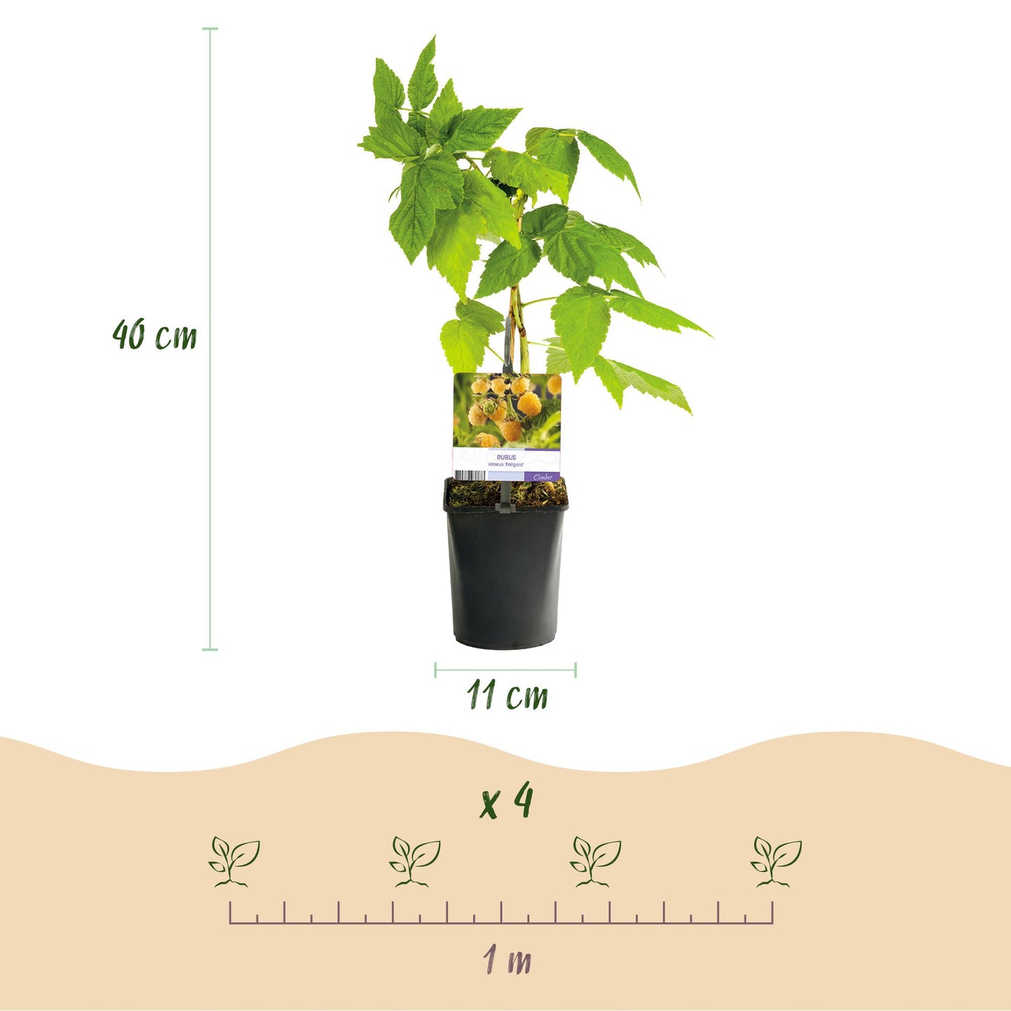 Pflanzfix24 - Himbeerpflanze - Rubus idaeus Fallgold - 2 Pflanzen