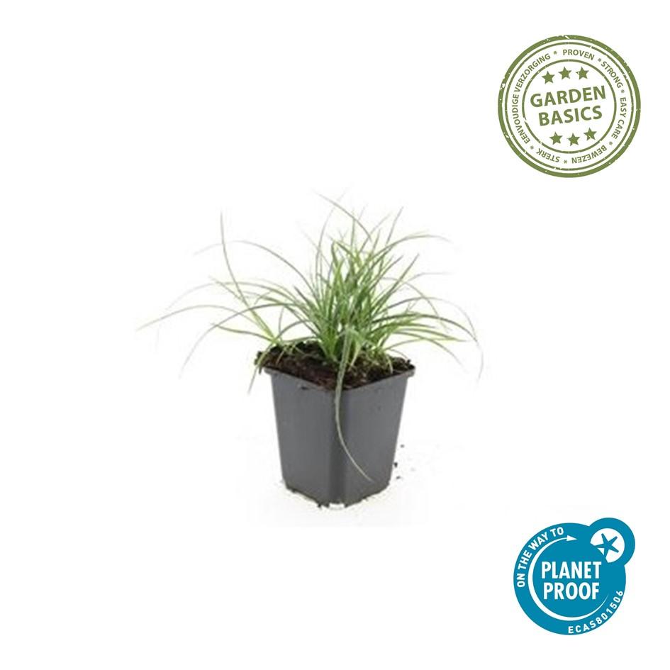 24x Luzula nivea - ↕10-25cm - Ø9cm - Pflanzfix24