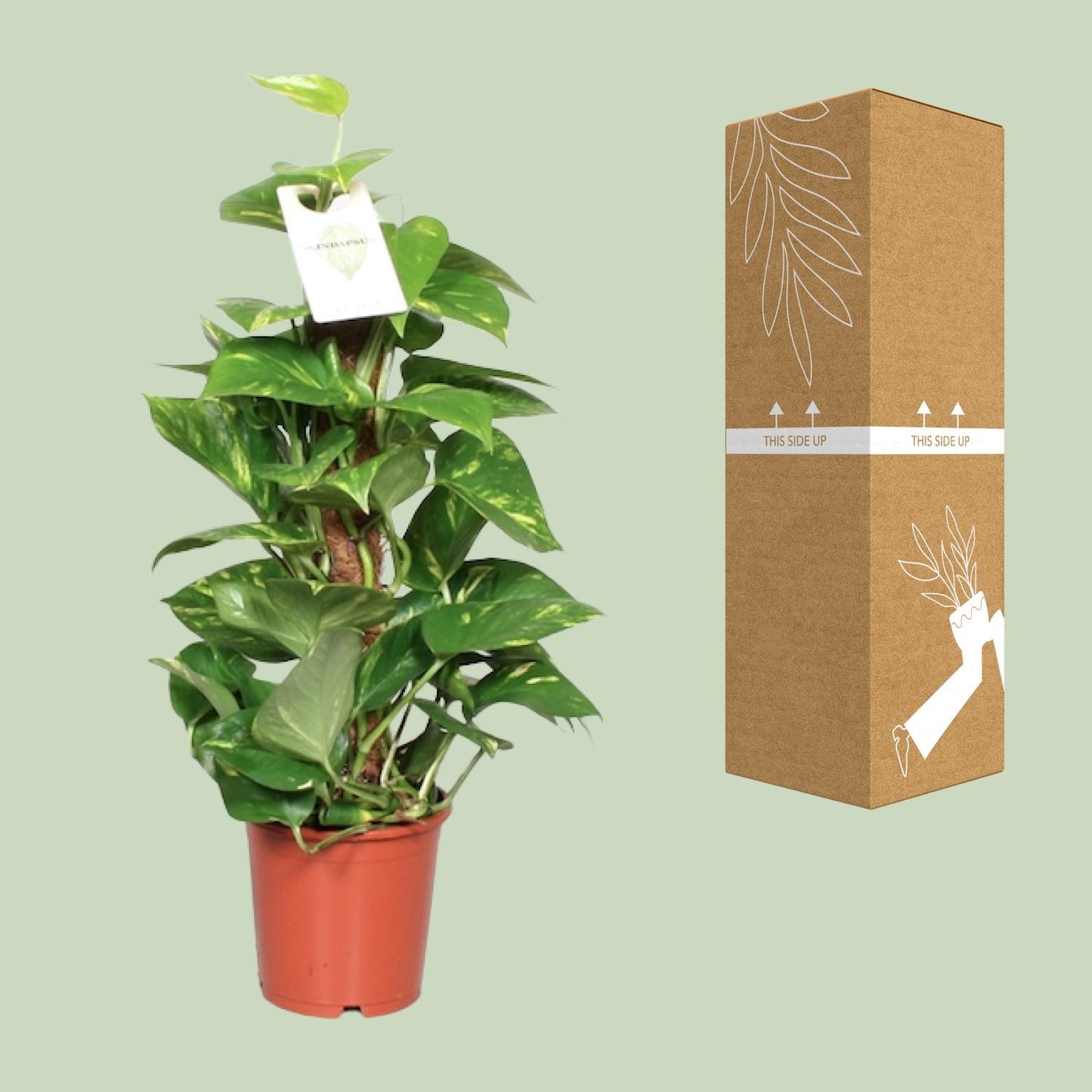 Epipremnum Pinnatum Mosstok 60cm Ø15cm – Goldene Efeutute | Pflanzfix24