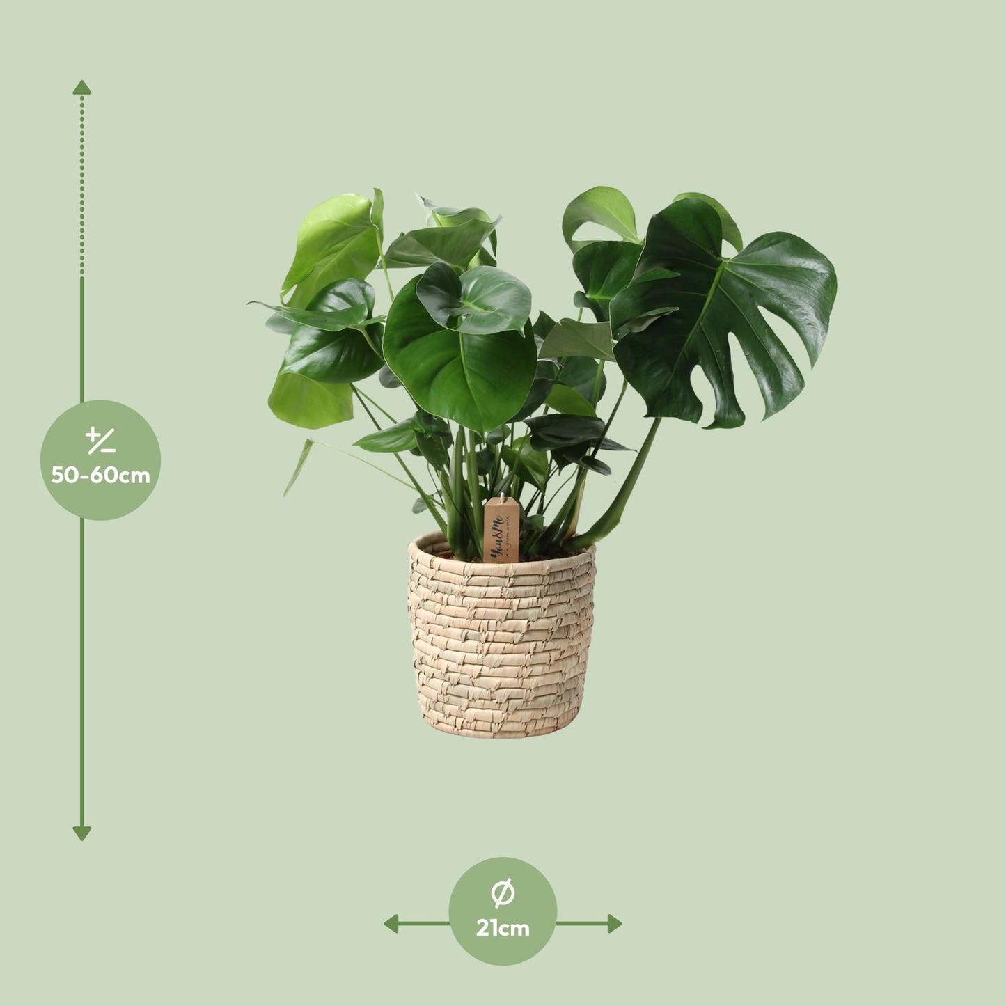 Monstera In Basket Palmleaf - Ø21cm - pflanzfix24