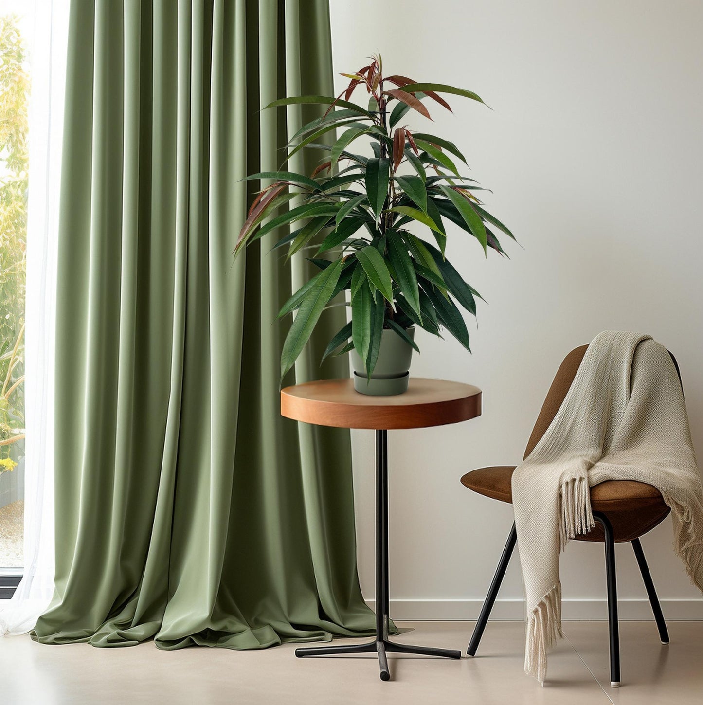 Ficus Binnendijkii 'Amstel King' P17 - Pflanzfix24