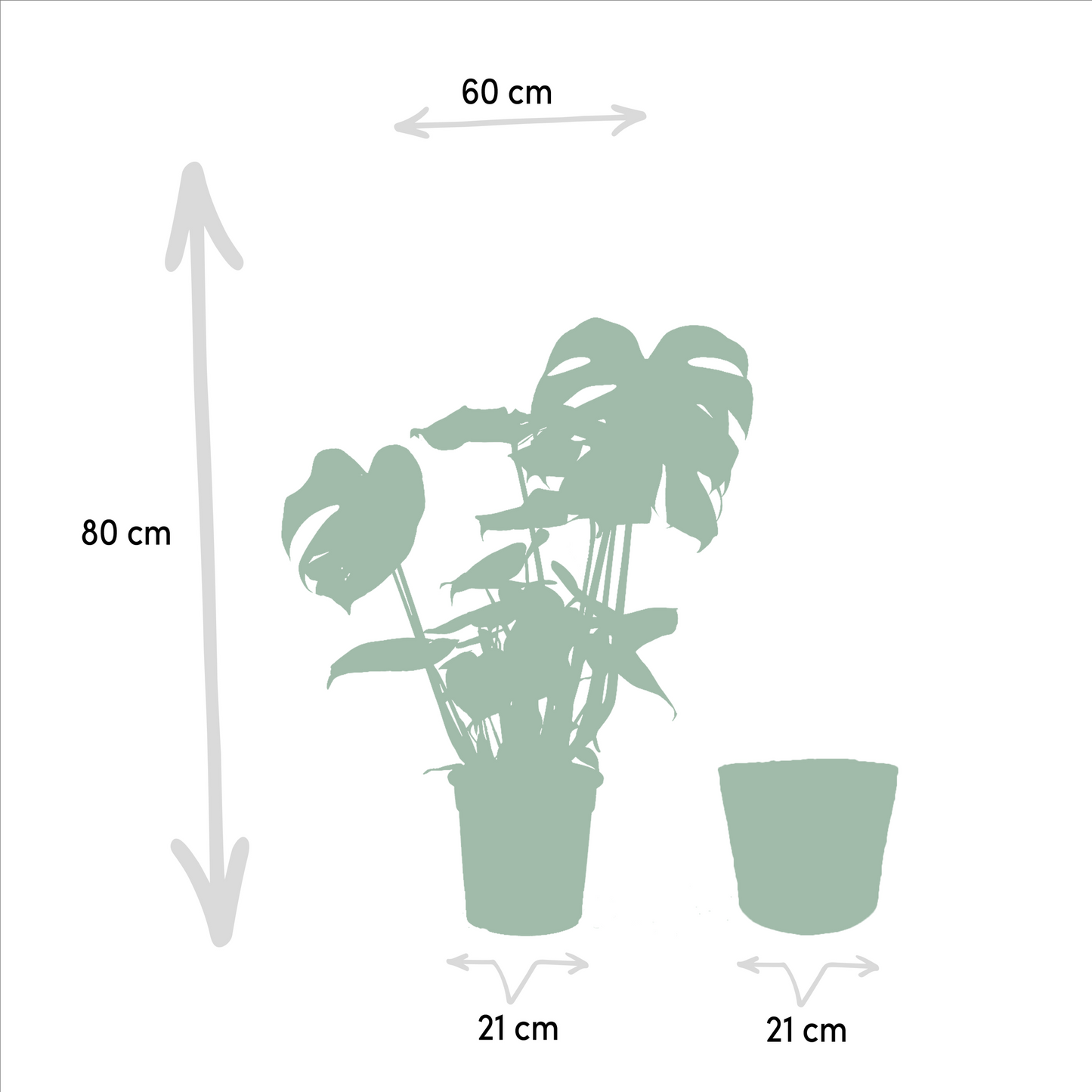 Tropische Zimmerpflanzen - Monstera, Musa Dwarf Cavendish, Strelitzia Nicolai + Korb Igmar - Pflanzfix24