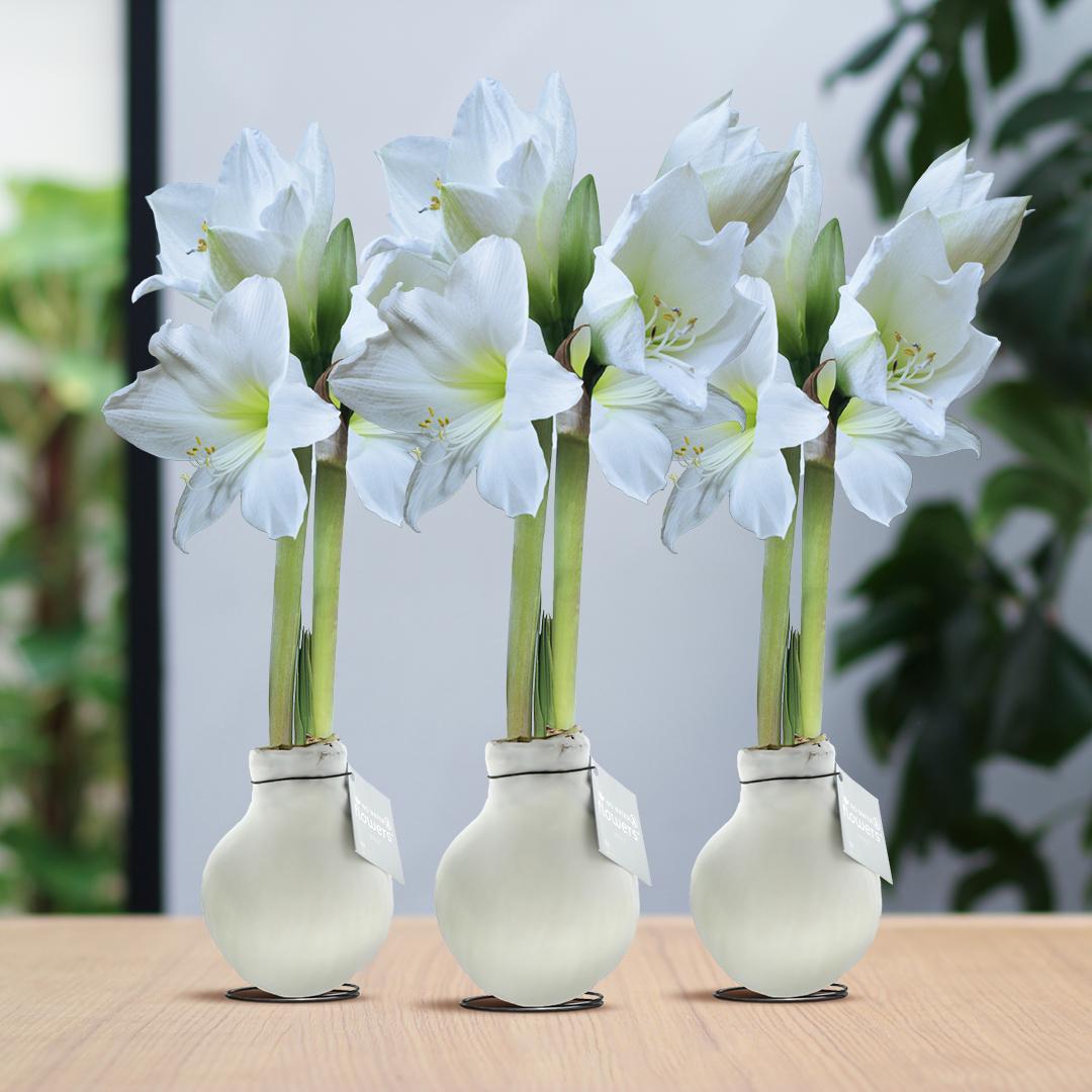 No Water Flowers® (wax amaryllis) | Waxz® Colours White (3er Pack) + Weiße Blume - Pflanzfix24