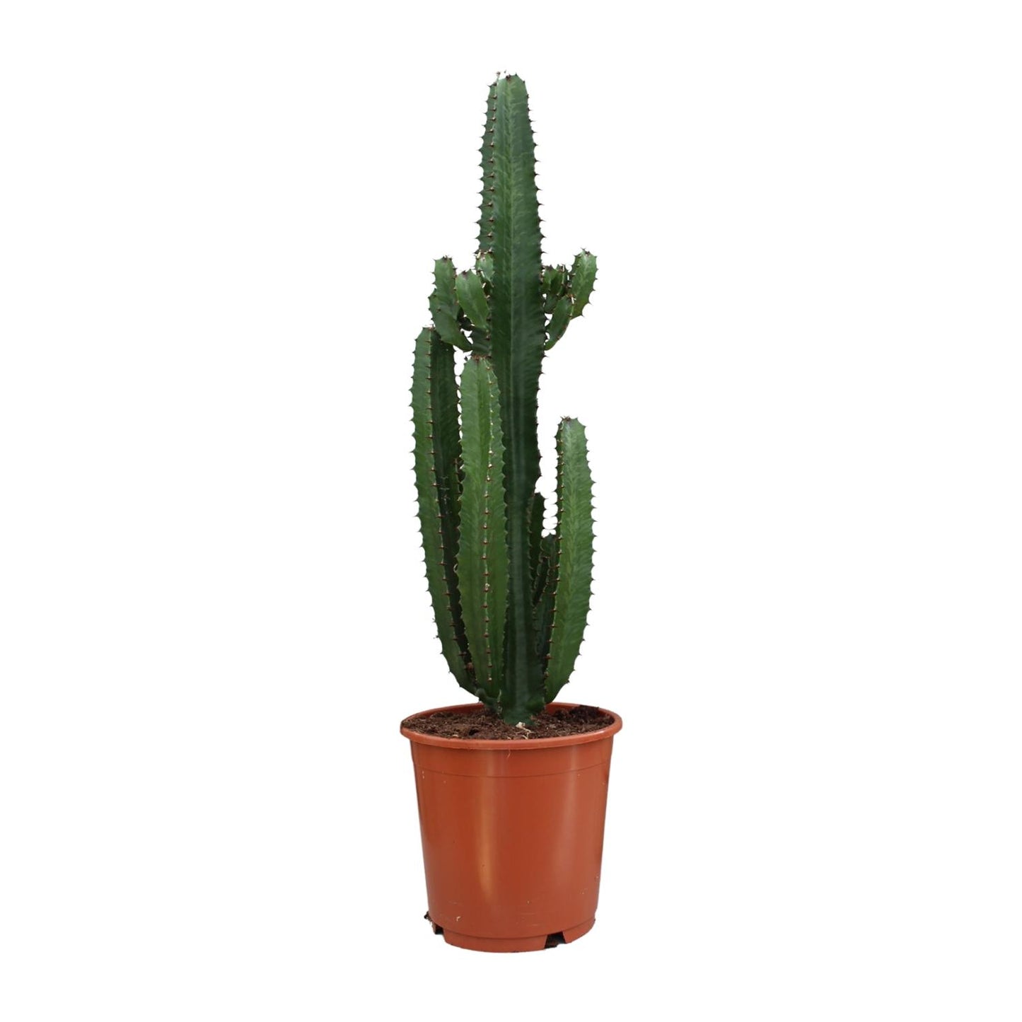 Euphorbia Acrurensis - Ø24cm - ↕95cm - Pflanzfix24