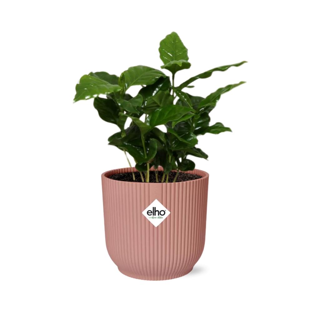 Arabica-Kaffee Pflanze in ELHO Vibes Fold 14cm - Pflanzfix24