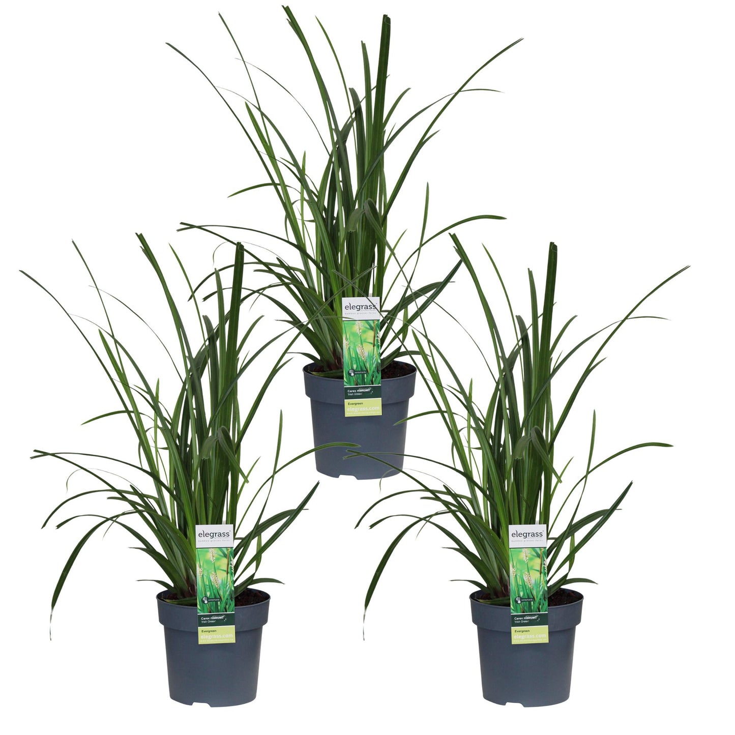 3x Carex morrowii 'Irish Green' - ↨30cm - Ø14 - Pflanzfix24