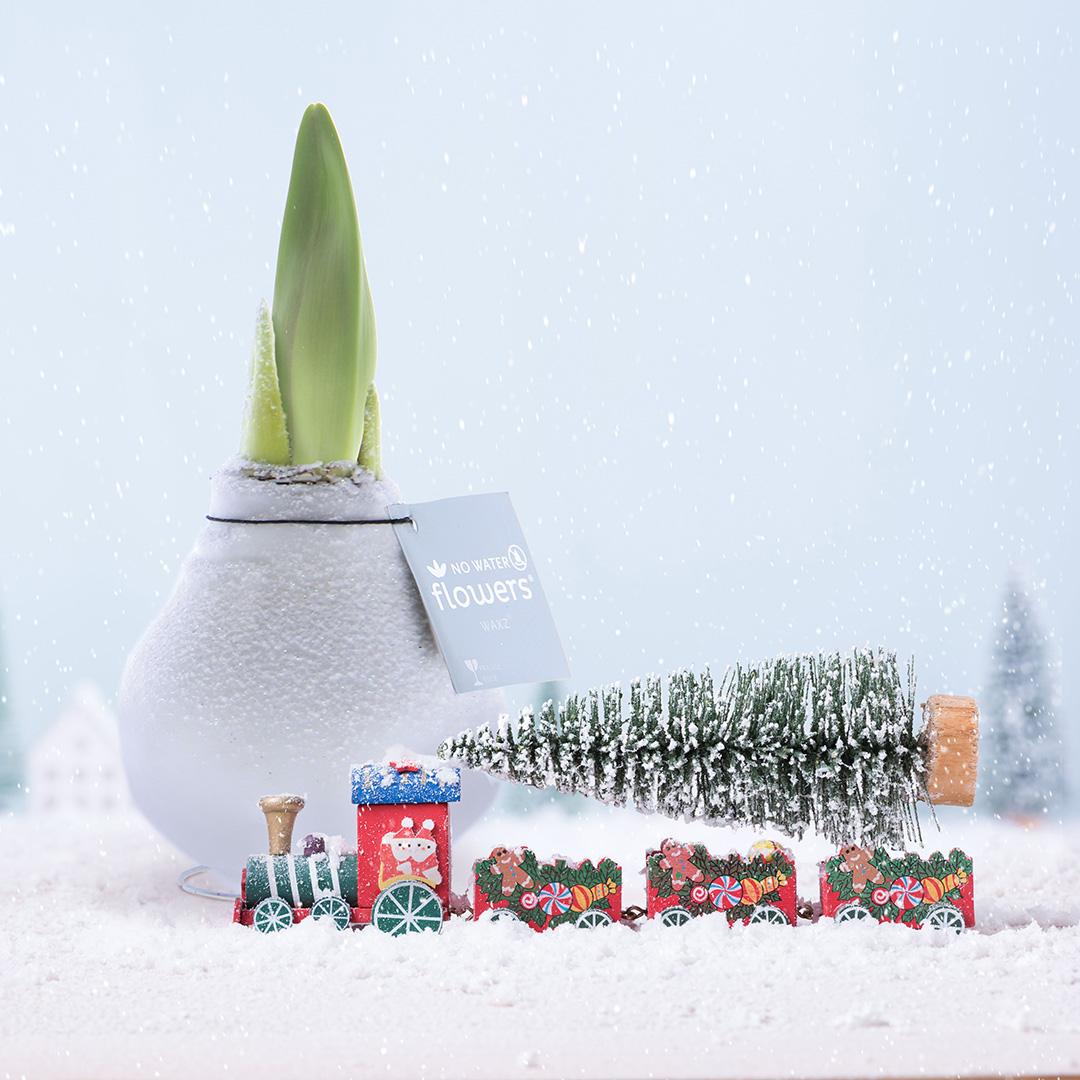 No Water Flowers® Waxz® Snow Mix (3 pack) + Red Flower - Pflanzfix24