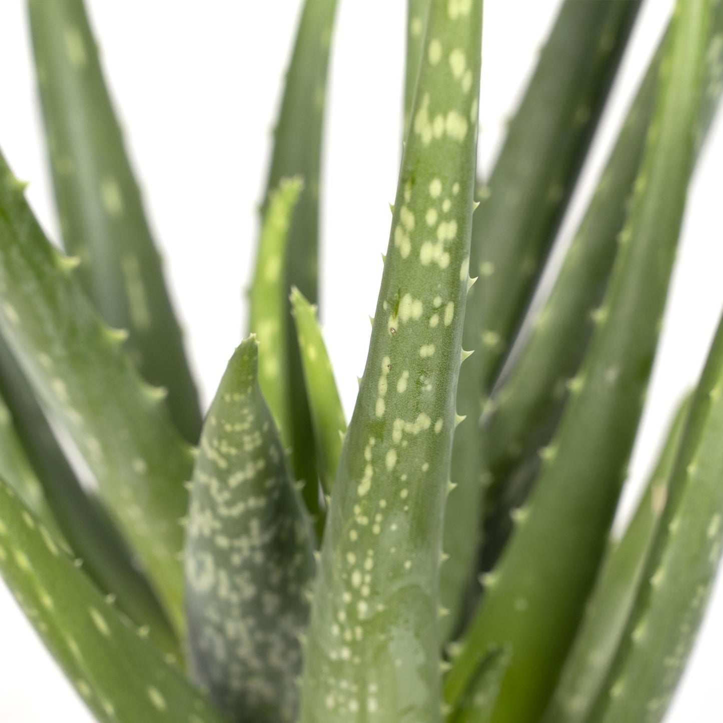 Aloe Vera - Ø12cm - ↕40cm - Pflanzfix24.de - Pflanzfix24.de