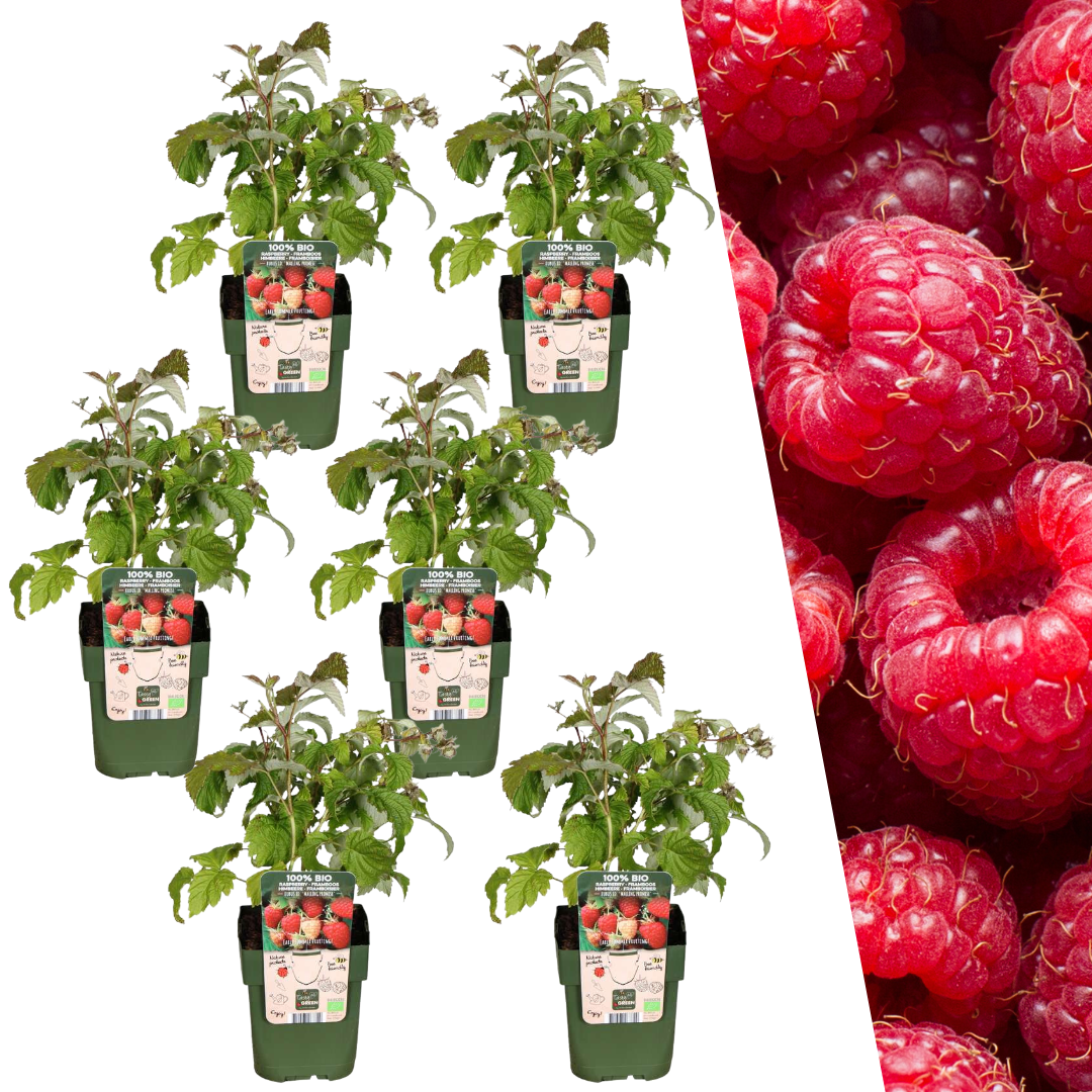 6 x Himbeerenpflanzen BIO - Ø 13 cm - ↨ 20 cm - Pflanzfix24