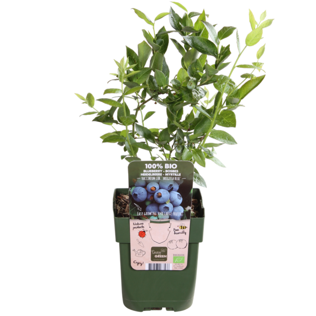 Früchte-Party BIO Beeren-Set – 3 Obstpflanzen | Pflanzfix24.de - Pflanzfix24.de