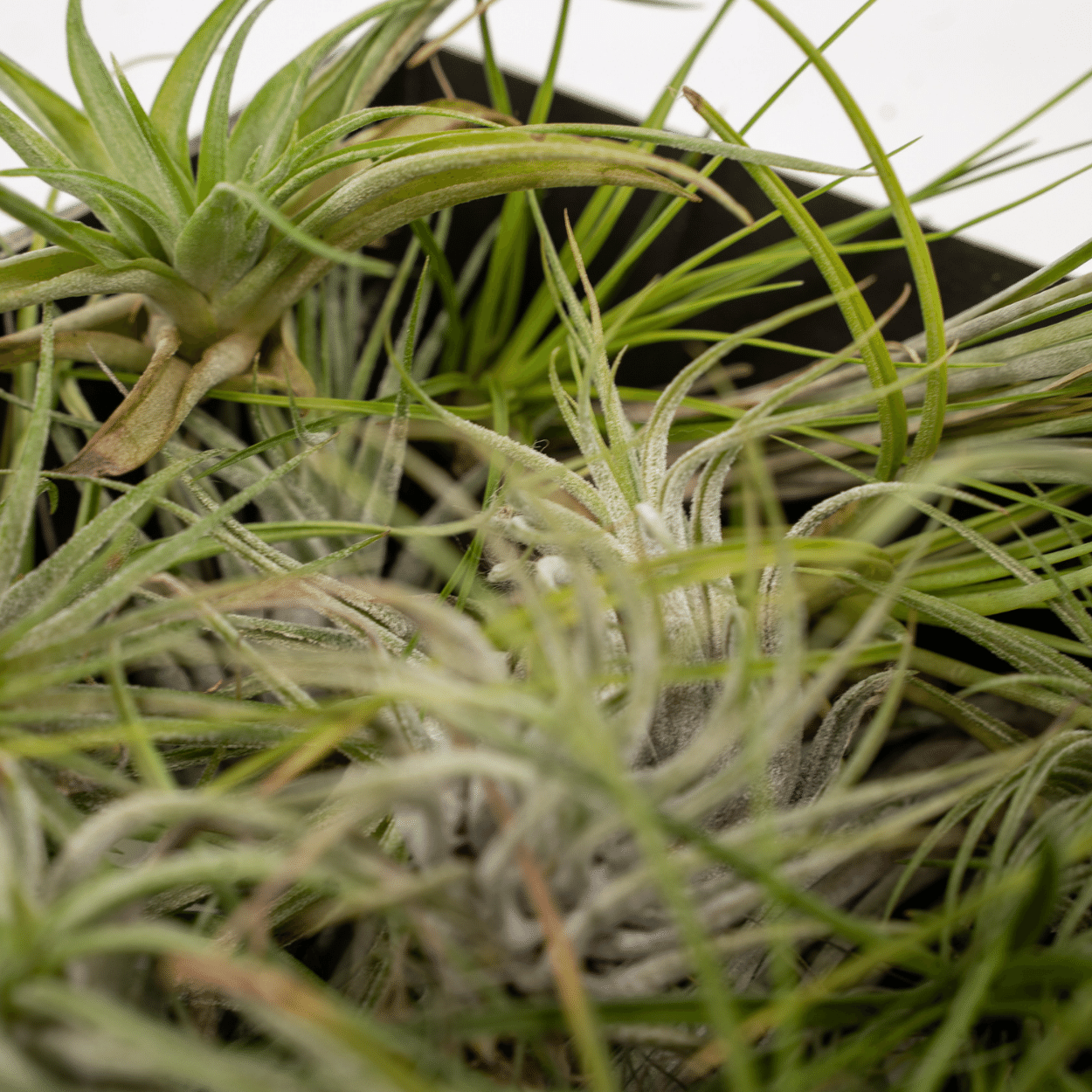 Tillandsia Air Mix - 20 Stück - 6cm - ø6 - Pflanzfix24