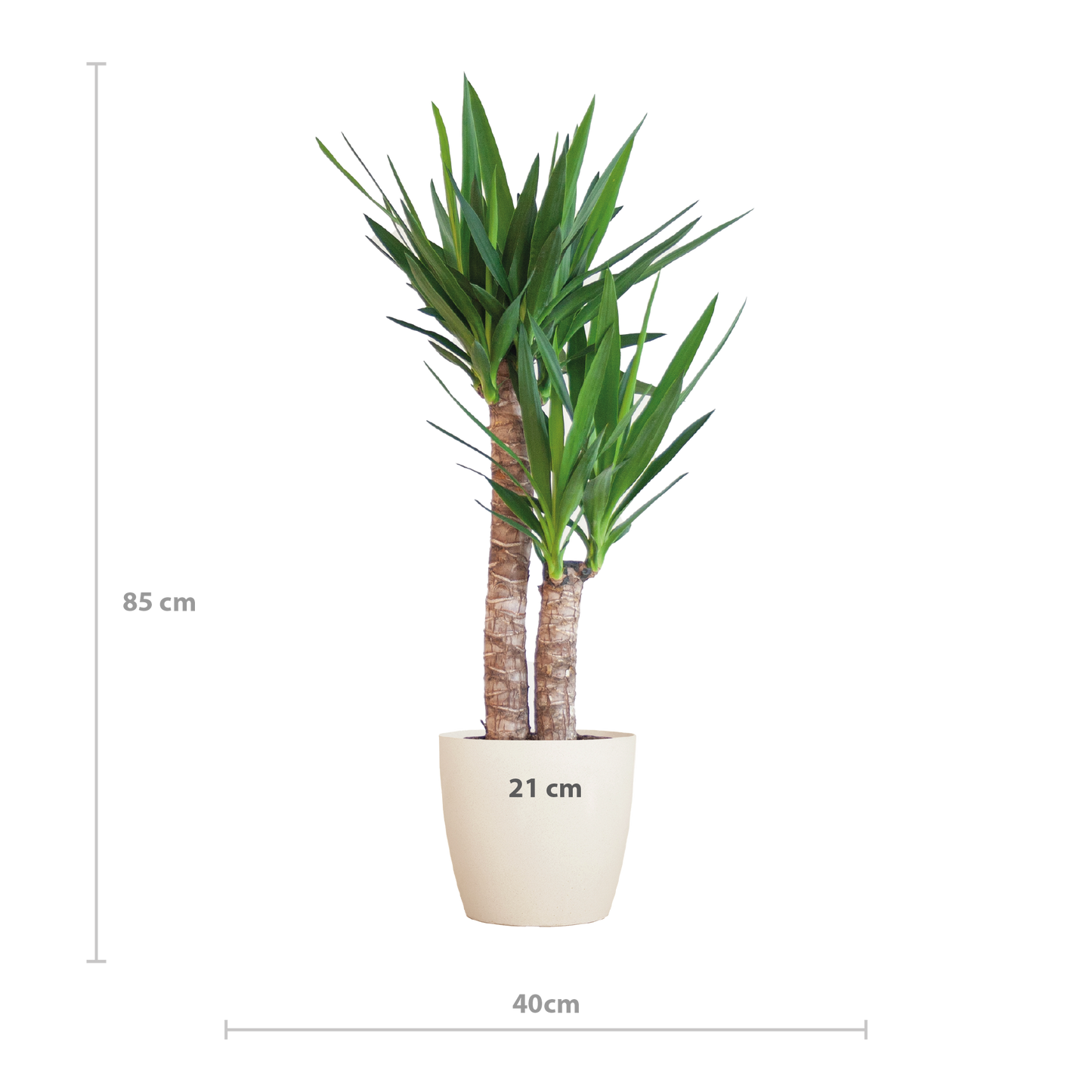 Yucca Elephantipes 90cm mit weißem Viber-Topf | Pflanzfix24.de - Pflanzfix24.de