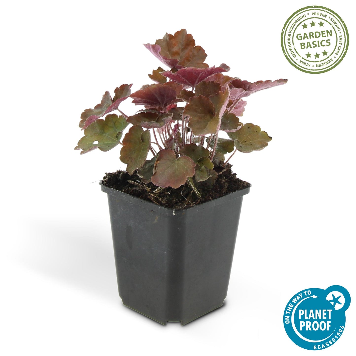 12x Heuchera ‘Palace Purple’ Ø9cm | Dunkelrote Blätter | Pflanzfix24.de - Pflanzfix24.de