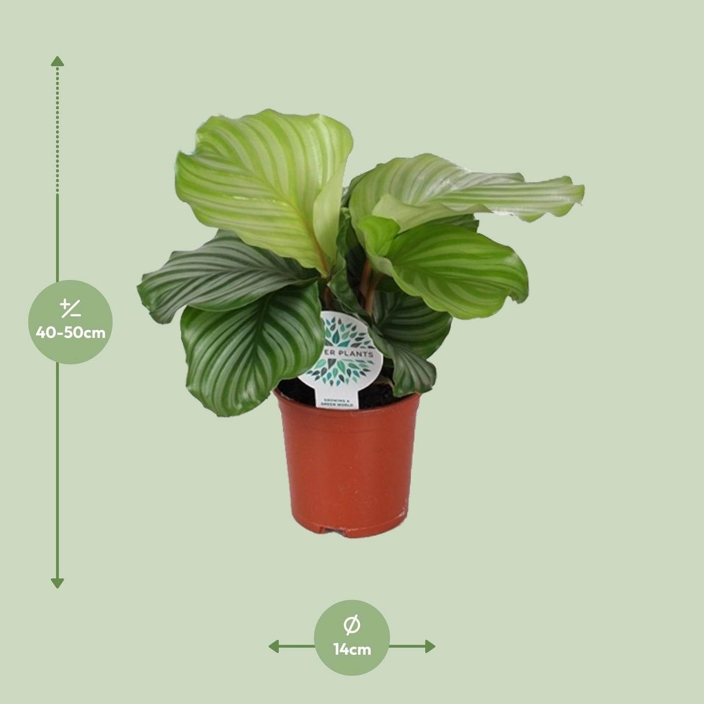 Calathea Orbifolia Ø14cm – Exotische Zimmerpflanze | Pflanzfix24