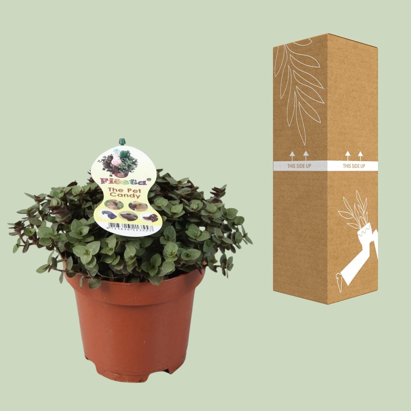 Calissia Repens - Ø12cm - ↕17cm von Pflanzfix24.de - Pflanzfix24.de