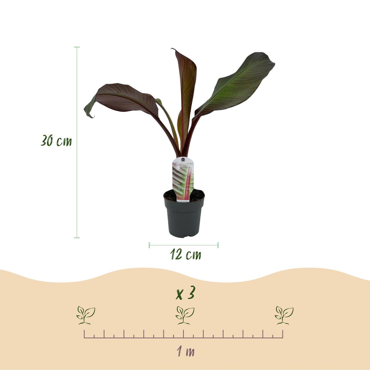 Pflanzfix24 - Bananenpflanze Ensete ventricosum Maurelli - 4 Pflanzen