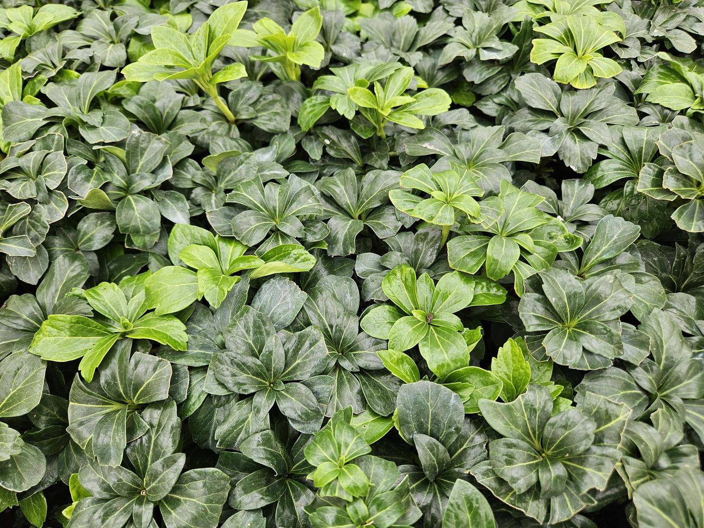 12x Pachysandra 'Green Sheen' – immergrüner Bodendecker | Pflanzfix24.de - Pflanzfix24.de