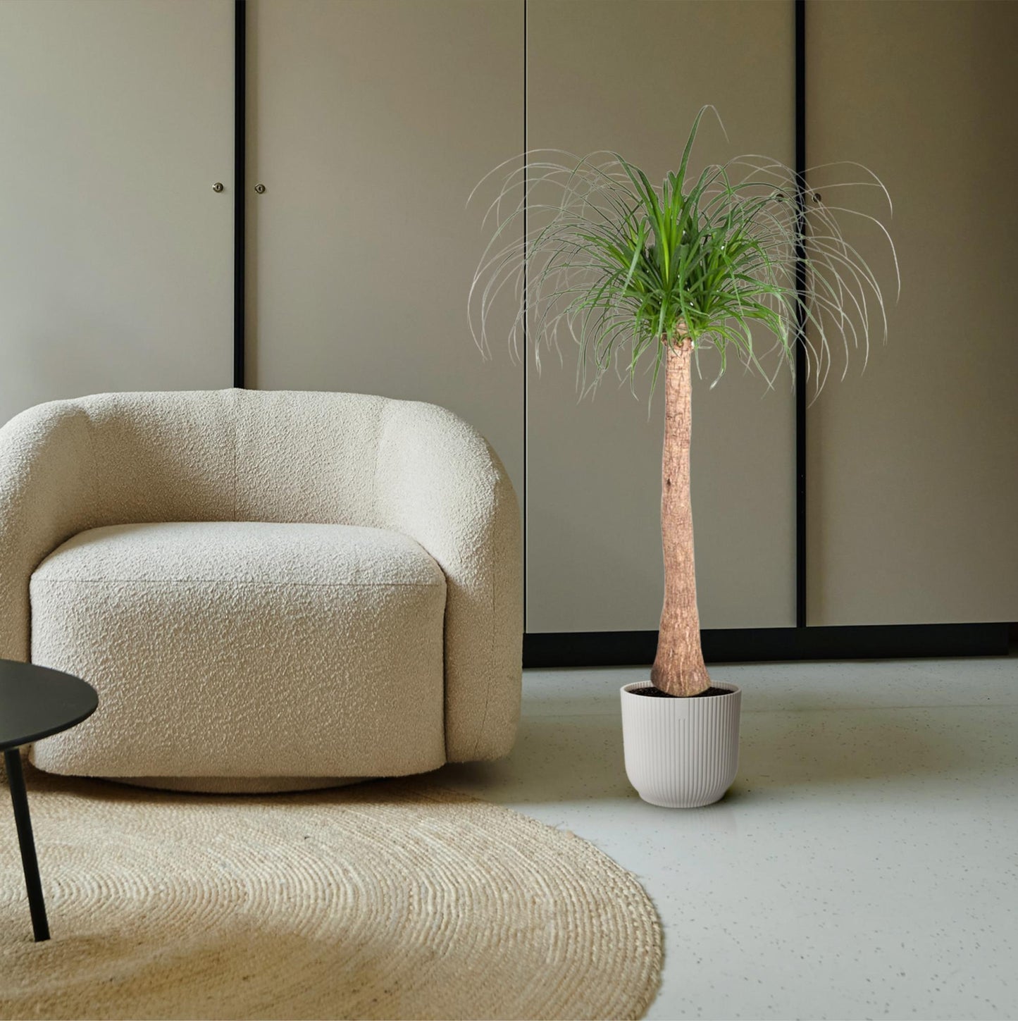 Beaucarnea stam - 120 cm - ø32 bei Pflanzfix24.de - Pflanzfix24.de