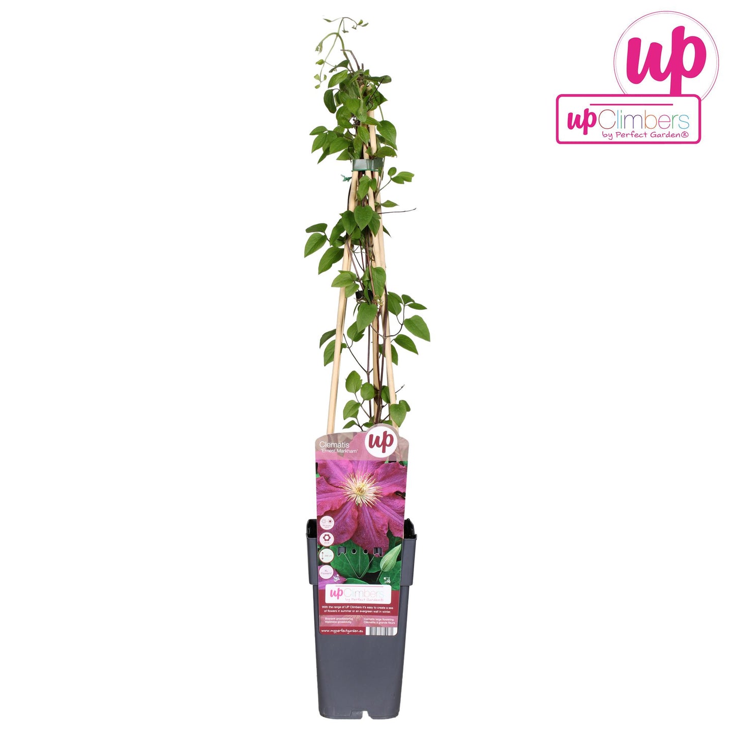 Clematis Ernest Markham - Ø15cm - ↕65cm - Pflanzfix24