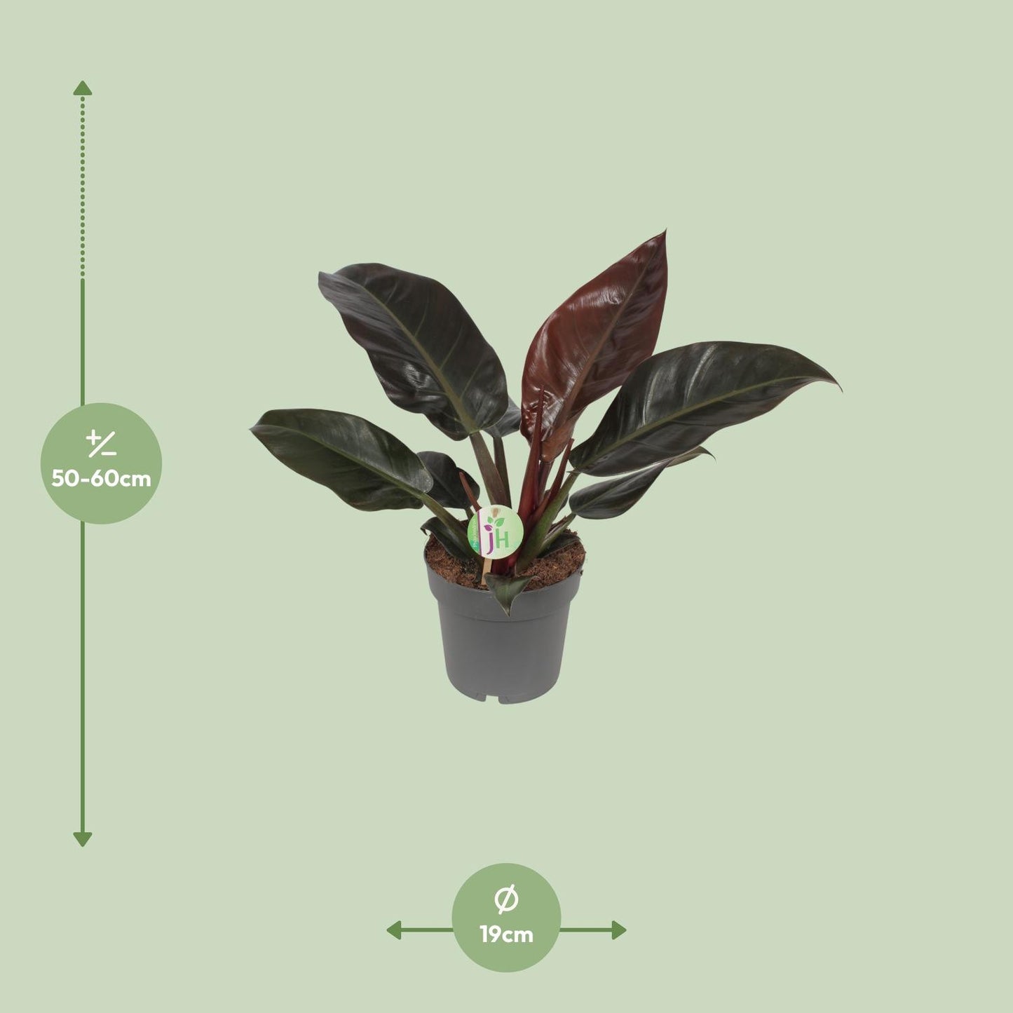 Philodendron Imperial Red - Pflanzfix24