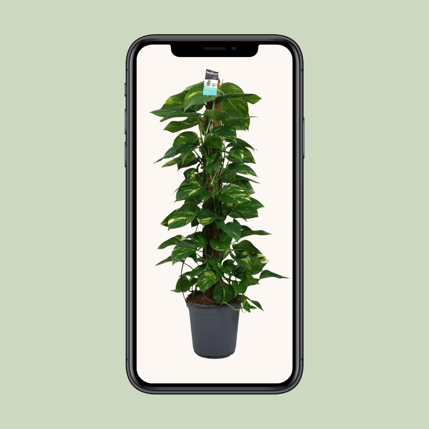 Scindapsus Epipremnum 24cm – Groß & Pflegeleicht | Pflanzfix24.de - Pflanzfix24.de
