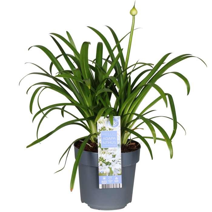 Agapanthus 'Ever White' - Ø19cm - ↕30cm - Pflanzfix24.de - Pflanzfix24.de